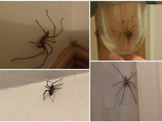 Huge spiders have been invading homes
