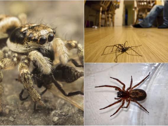 Some of the spiders found in Yorkshire homes