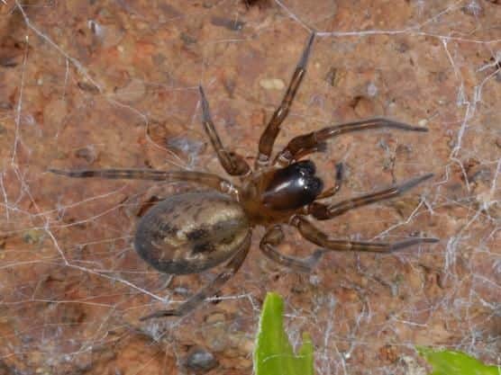 A lace web spider, which has a painful bite and symptoms which last for 12 hours