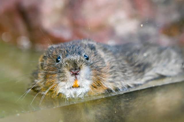 One of 150 specially bred water voles, which will be reintroduced at six carefully chosen sites on river and stream banks across the National Trust's Holnicote Estate, Exmoor. Photo: Ben Birchall/PA Wire