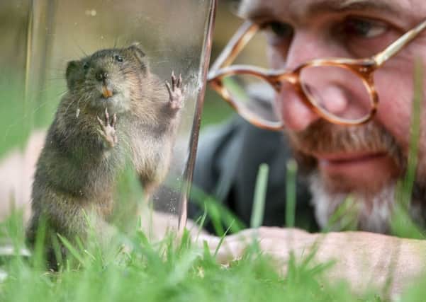 National Trust Conservation Manager Alex Raeder with one of 150 specially bred water voles, which will be reintroduced at six carefully chosen sites on river and stream banks across the National Trust's Holnicote Estate, Exmoor. Photo: Ben Birchall/PA Wire