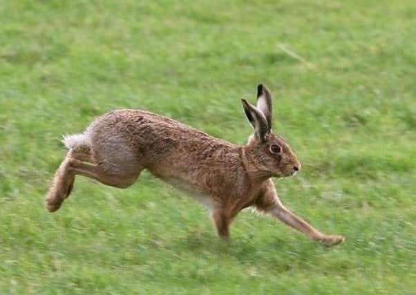 What more should be done to stop hare coursing?