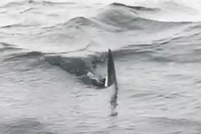 The porbeagle shark's fin can be seen above water
