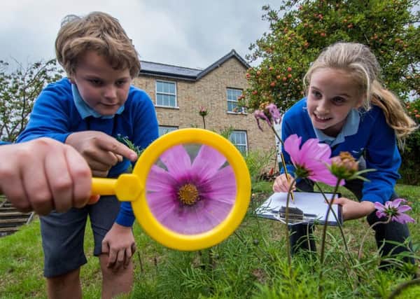 NATURE FOCUS: Pupils Tristan Turner-Chaplin, and India Blight, both 10, counting the number of bees on the flowers. PIC: James Hardisty