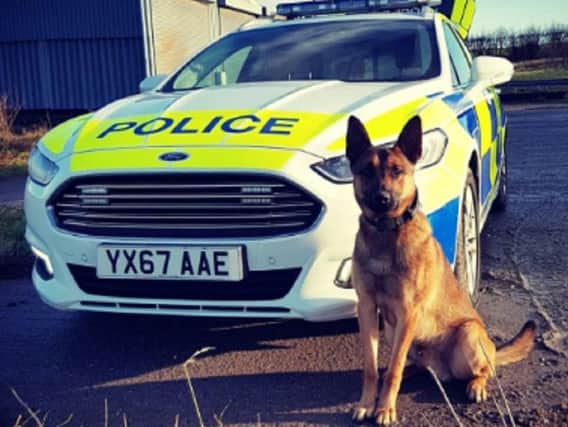 Paw patrol: police dogs sniff out suspected burglars in Hull