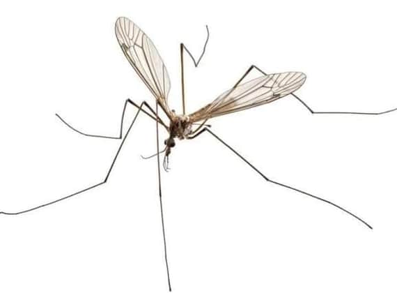 Homes in Yorkshire are set to be inundated with Daddy Long Legs, and they're running out of time to find a mate.