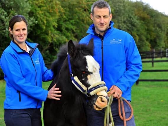 Cinders the pony at the Rainbow Equine Hospital near Malton with Sarah Gough, Resident in Equine Medicine, and David Rendle Specialist in Equine Medicine. Photo: Gary Longbottom