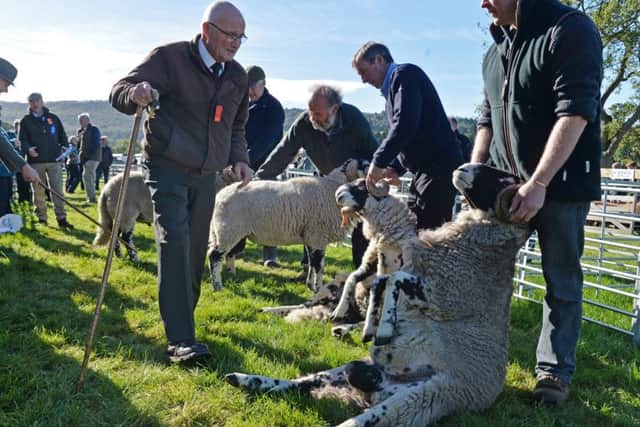 Judging of the Swaledale sheep at 
Nidderdale Show. Pictures by Bruce Rollinson.