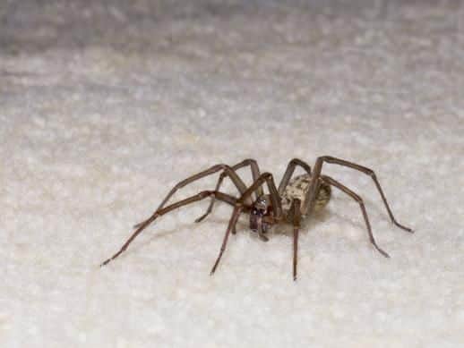 A huge house spider. How can you keep house spiders out?