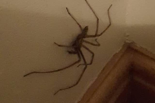 A huge spider found in Leeds