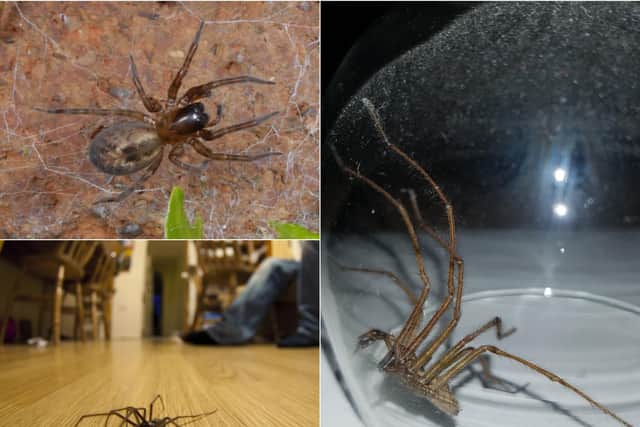Massive spiders are still pouring into Yorkshire homes