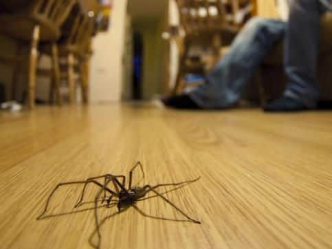 Spiders have been invading homes - so how can you keep them out?