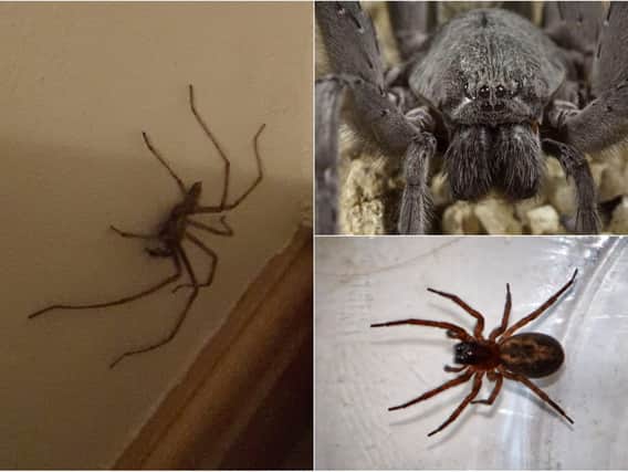 Spiders: How can you end spider season early?