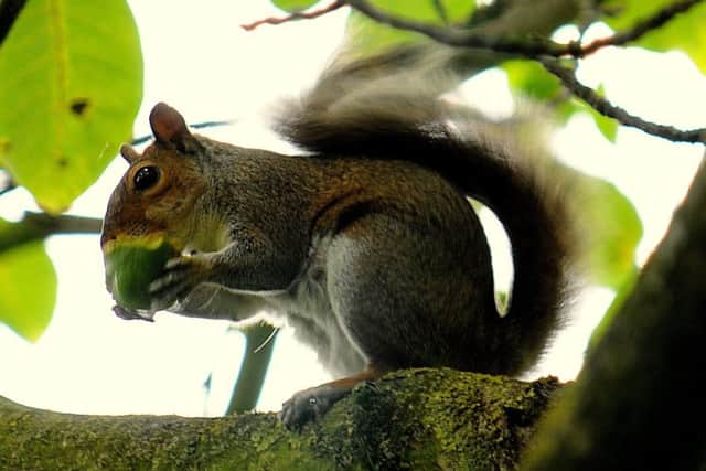 A squirrel eating a walnut in a walnut tree. Photograph by John M Haigh, Dewsbury.