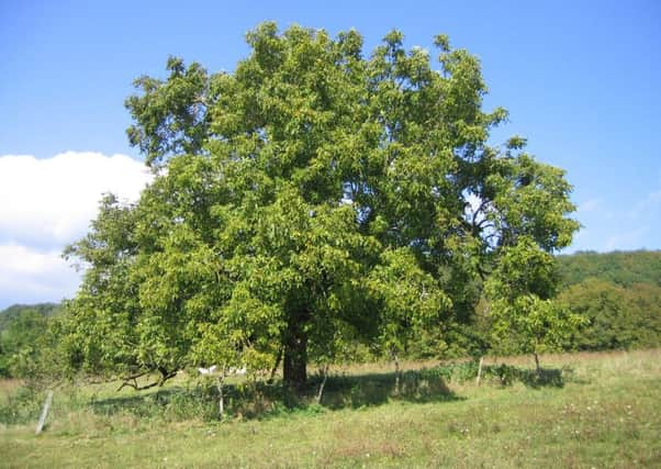 Walnut trees were brought to Britain by the Romans and the nuts they produce were popular with the Victorians, writes Roger Ratcliffe.