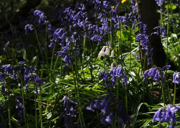 A white bell amongst a sea of blue bells in Northcliffe Park, Shipley.  PIC: Bruce Rollinson
