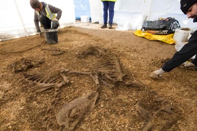 The remains of horses together with chariot wheels were discovered in Pocklington at another building site last year