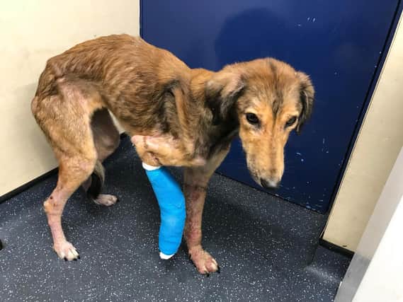 The RSPCA is appealing for information after a very poorly Saluki-type dog limped onto a petrol station forecourt in Huddersfield with a broken leg.