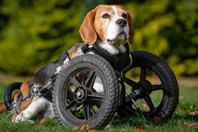 Hector's wheelchair, which cost 600 has allowed him to complete his adventures along with his brother Reggie.