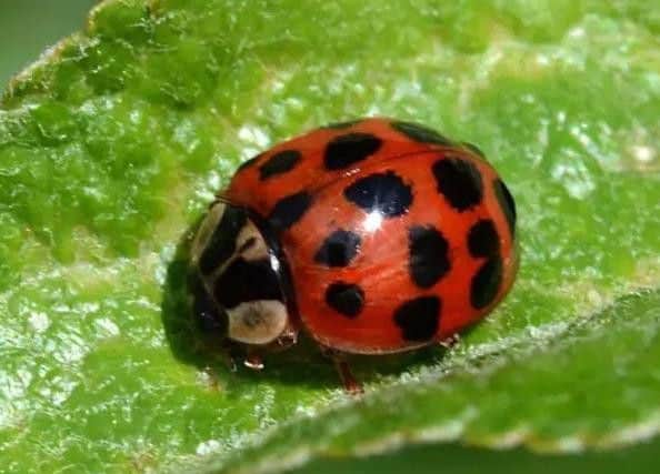 Ladybirds have been swarming on people's houses