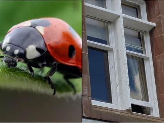 Ladybirds are infesting homes across Yorkshire