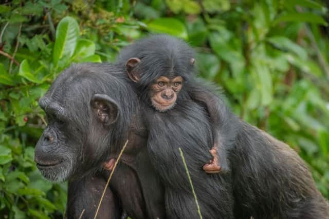 Baby Stevie the West African chimpanzee at Chester Zoo
