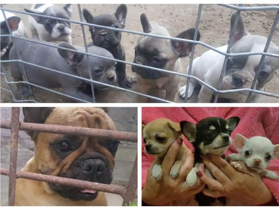 The Government must take urgent action to stop under-age puppies and heavily pregnant dogs being smuggled across Europe for sale in the UK, campaigners said. PIC: The Dogs Trust/PA