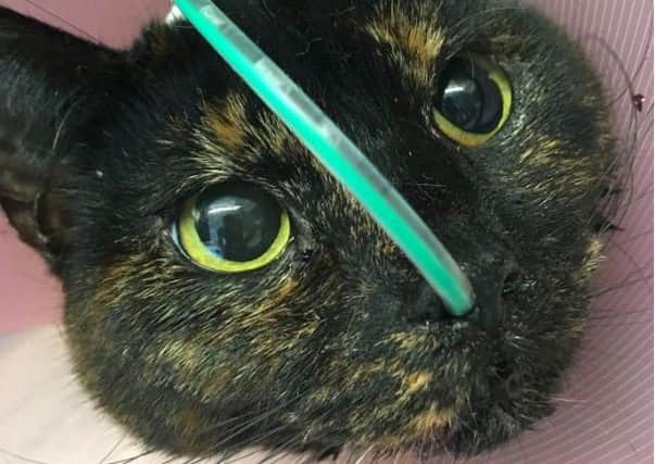 It could be a long haul for this tortoiseshell cat.