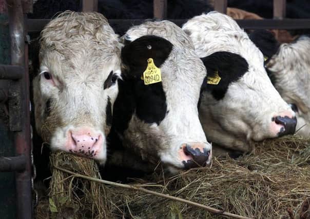 Up to four more aniamls will be slaughtered on the Scottish farm where a case of BSE has been detected. Picture by Chris Bacon/PA.