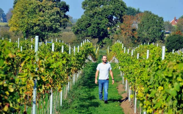 101018   James Townsend walking between  the vines at Upper Dunsforth vineyard . YP Mag.