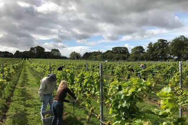 The two people picking grapes was from our first picking day this year, which has been our first ever harvest.