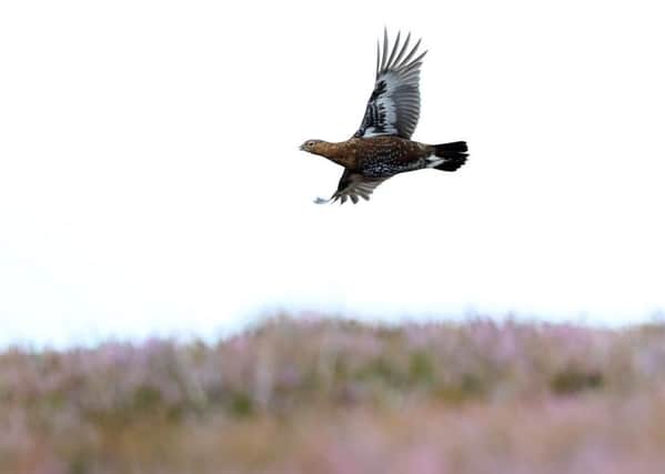 Should grouse shooting be banned?