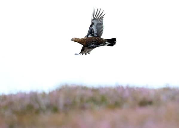 GP Taylor's column calling for grouse shooting to be banned has prompted a heated debate.