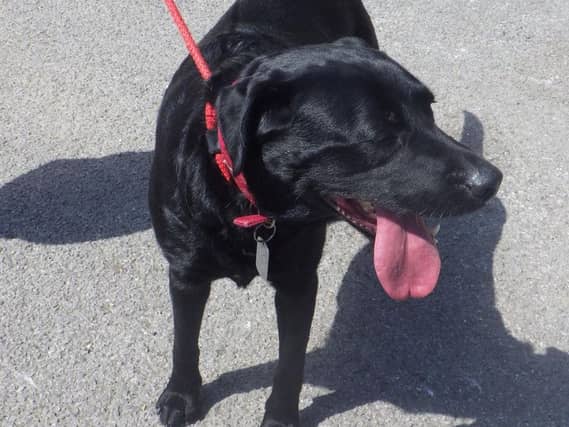 Zoe is looking for a new home