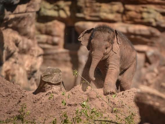 Aayu the elephant who has died at Chester Zoo