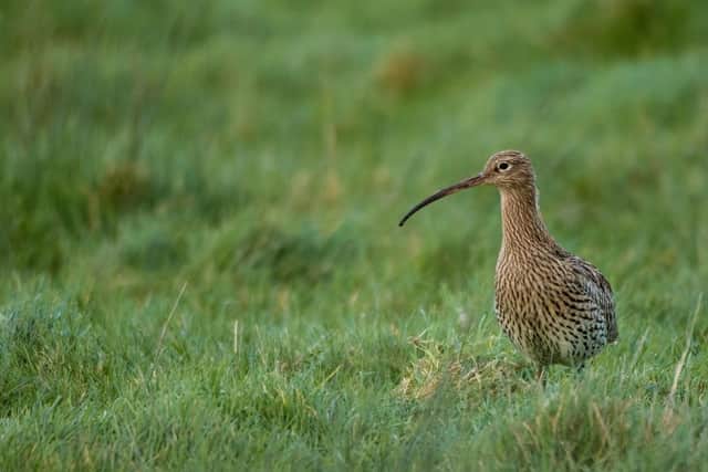 Over eight per cent of the Humbers entire population of curlews forage on the fields