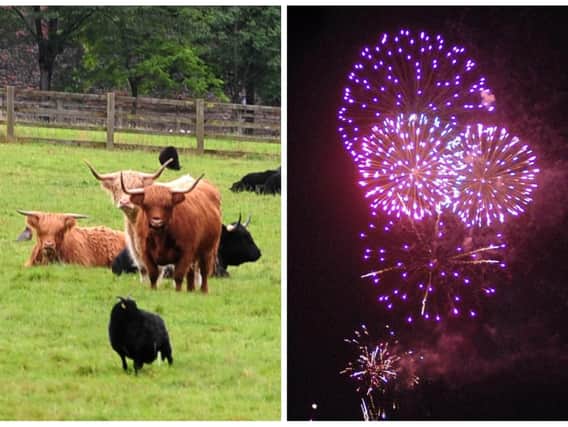 Under section 7.3 of the Regulations of Fireworks Act,it is an offence to cause any unnecessary suffering to any captive or domestic animal.
