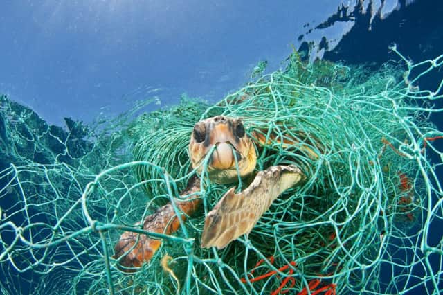 A Loggerhead turtle trapped in a drifting abandoned net in the Mediterranean Sea.