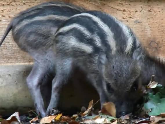 The three-week-old Visayan Warty Piglets, made up of two males and three females, stepped out into their reserve for the first time this week obediently following their first time mum Trish.