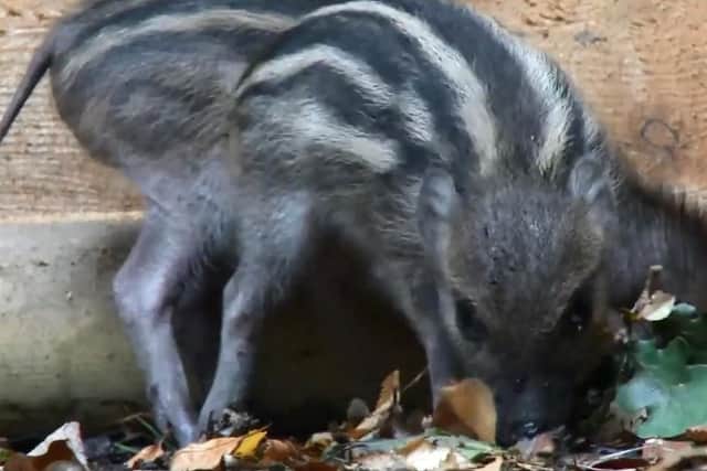 The three-week-old Visayan Warty Piglets, made up of two males and three females, stepped out into their reserve for the first time this week  obediently following their first time mum Trish.