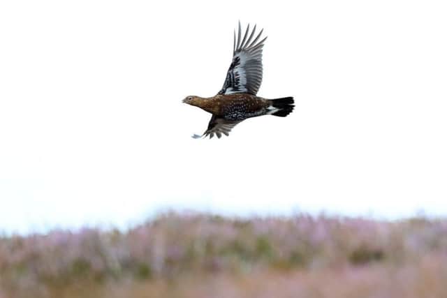 GP Taylor's recent column on grouse shooting has prompted much debate.