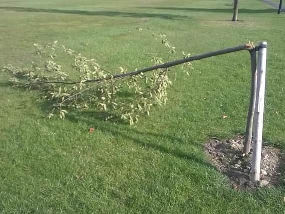 Six trees, situated on The Stray, were snapped off at the base by vandals.
