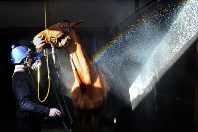 Danny Cook hoses down Definitly Red, the horse he calls 'Big Red'.