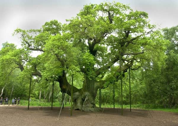 Sherwood forest's famous Major Oak tree, where legend has it that Robin Hood used to hide out. The species has been at the heart of Britain's industry and can virtually be described as a national emblem. Picture by Chris Lawton.