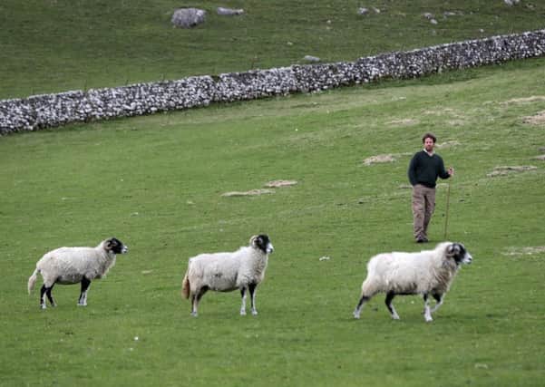 Neil Heseltine and his Swaledale Sheep on the hills above Malham. 
Picture by Bruce Rollinson.