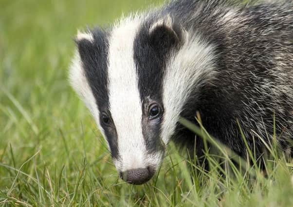 Evidence from the controversial culls of badgers in 32 areas of the country suggests the measure was having a "real" but "modest" effect on the spread of bovine tuberculosis, an independent review of the Government's disease eradication strategy has found.