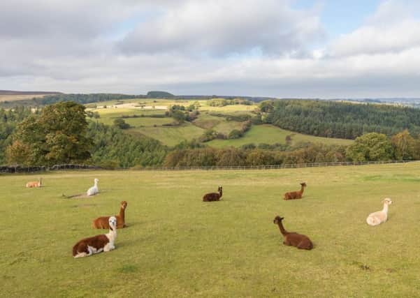 The llamas in the field attached to the cottage.