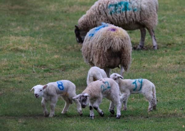 The decision to adopt a fixed cut-off date to age lambs has been welcomed by the industry. Picture by Michael Hardy.