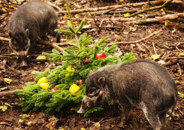 Animals at Lotherton in Yorkshire are getting in the Christmas spirit.