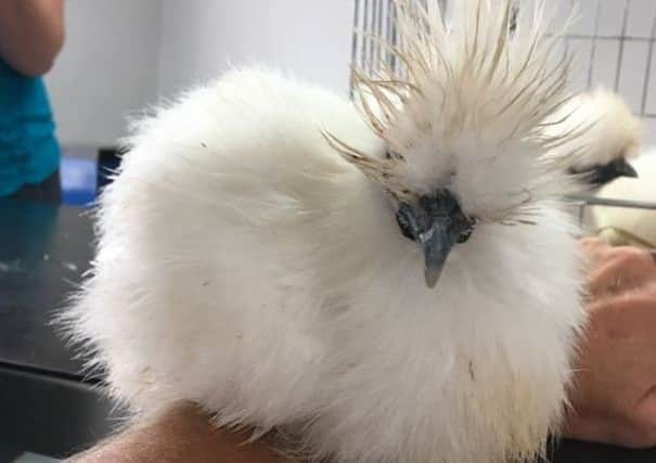 One of the Silkies, suffering from a severe case of sinusitis.